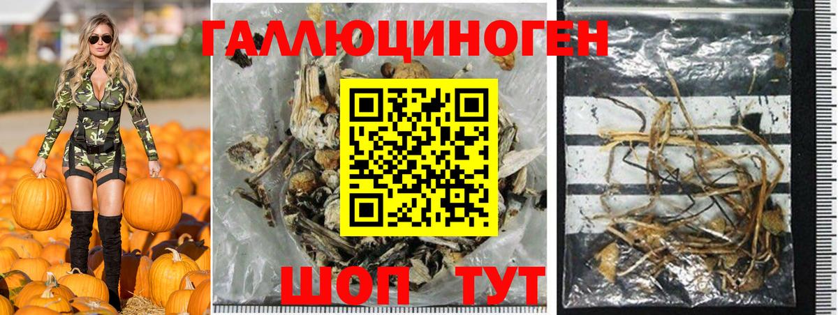 Псилоцибиновые грибы Psilocybe Богданович